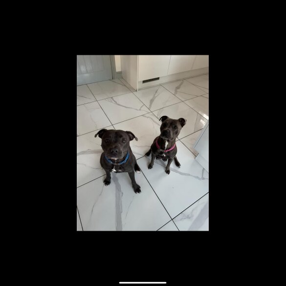 Staffordshire Bull Terrier - Both