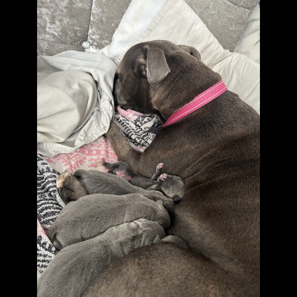Staffordshire Bull Terrier - Both