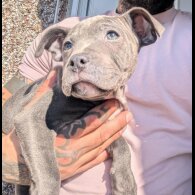 Staffordshire Bull Terrier - Both