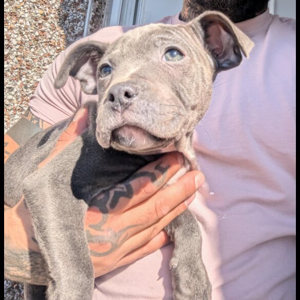 Staffordshire Bull Terrier - Both
