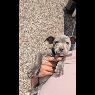 Staffordshire Bull Terrier - Both
