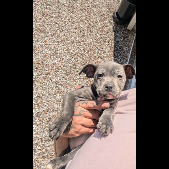 Staffordshire Bull Terrier - Both