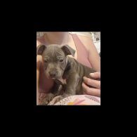 Staffordshire Bull Terrier - Both