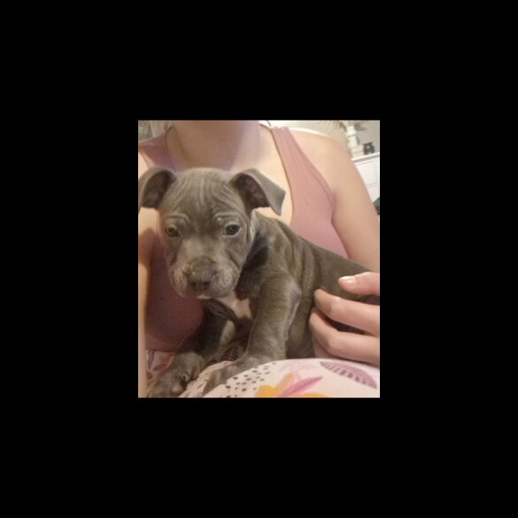 Staffordshire Bull Terrier - Both