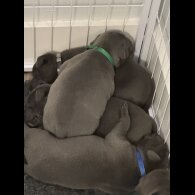 Staffordshire Bull Terrier - Both