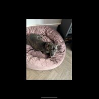 Staffordshire Bull Terrier - Both