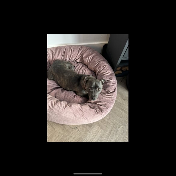 Staffordshire Bull Terrier - Both