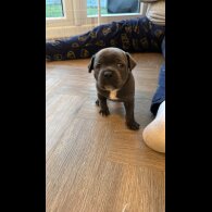 Staffordshire Bull Terrier - Both