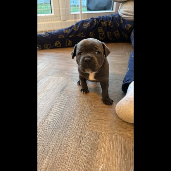 Staffordshire Bull Terrier - Both