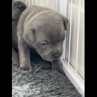 Staffordshire Bull Terrier - Both