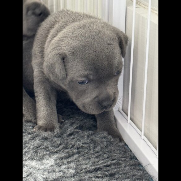 Staffordshire Bull Terrier - Both