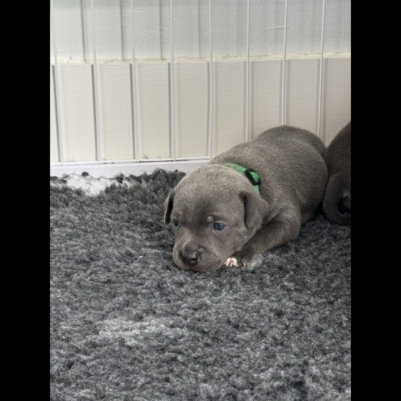 Staffordshire Bull Terrier - Both