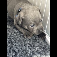 Staffordshire Bull Terrier - Both