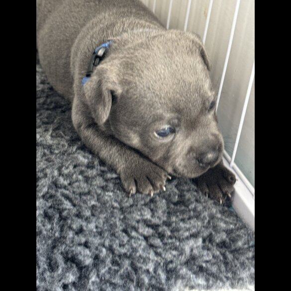 Staffordshire Bull Terrier - Both