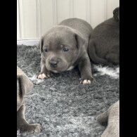 Staffordshire Bull Terrier - Both