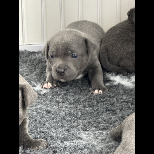 Staffordshire Bull Terrier - Both