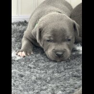 Staffordshire Bull Terrier - Both