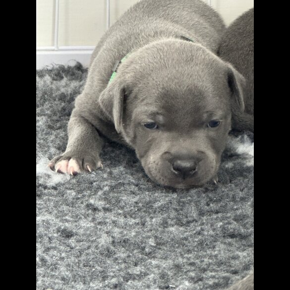 Staffordshire Bull Terrier - Both