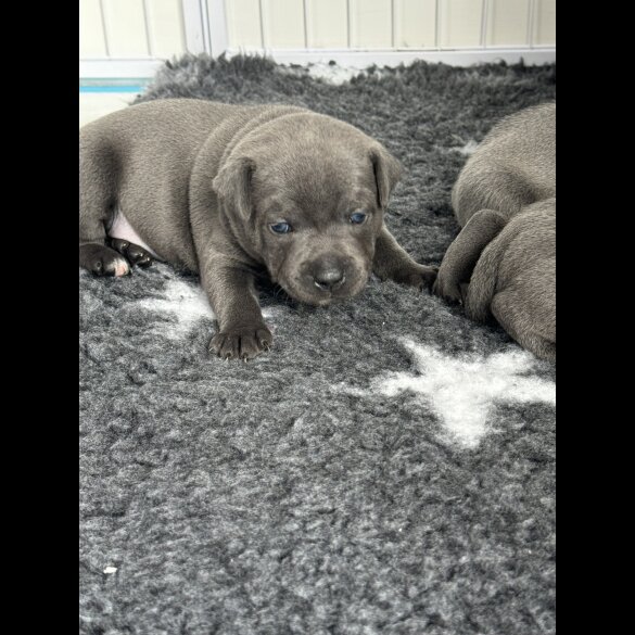 Staffordshire Bull Terrier - Both