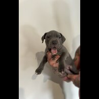 Staffordshire Bull Terrier - Bitches