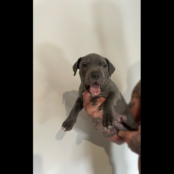 Staffordshire Bull Terrier - Bitches