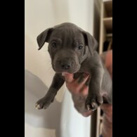 Staffordshire Bull Terrier - Bitches