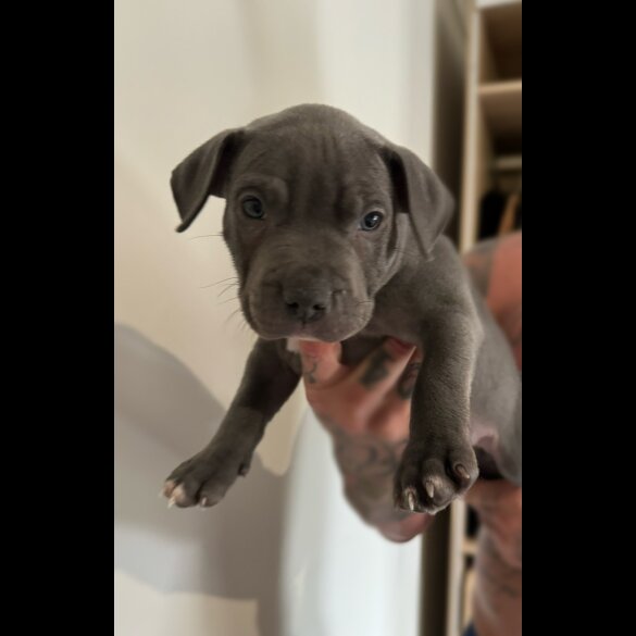 Staffordshire Bull Terrier - Bitches