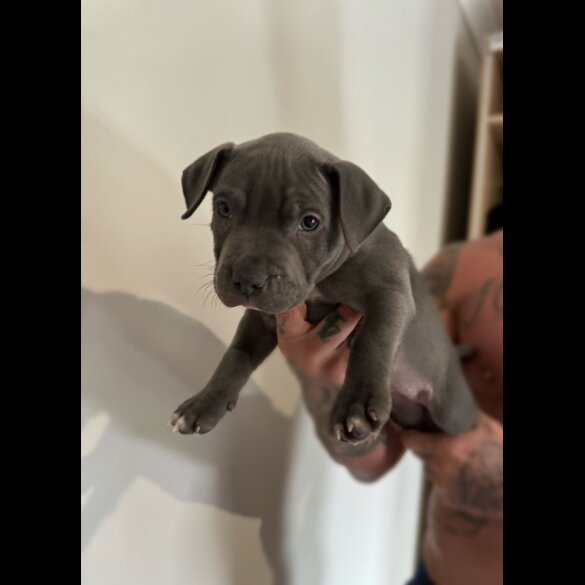 Staffordshire Bull Terrier - Bitches