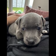 Staffordshire Bull Terrier - Both