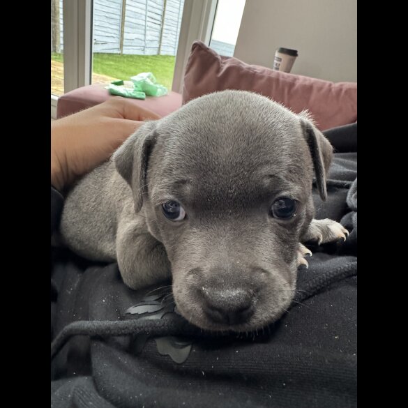 Staffordshire Bull Terrier - Both