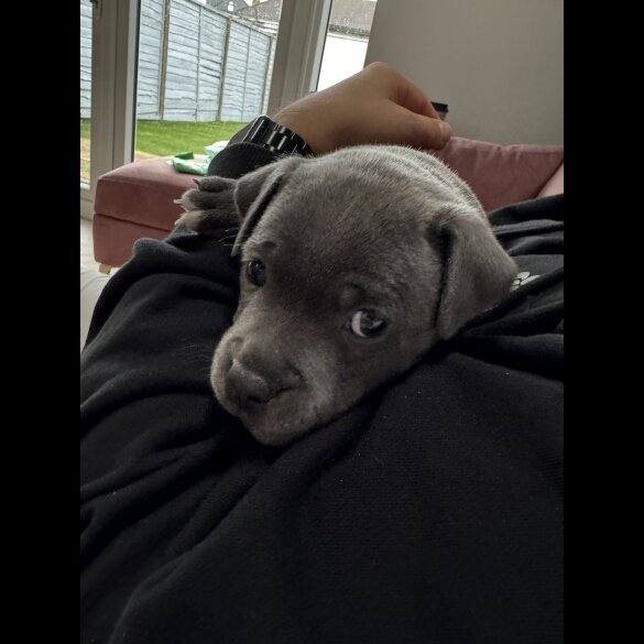 Staffordshire Bull Terrier - Both