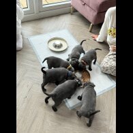 Staffordshire Bull Terrier - Both