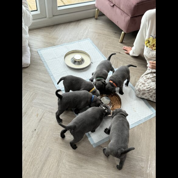 Staffordshire Bull Terrier - Both