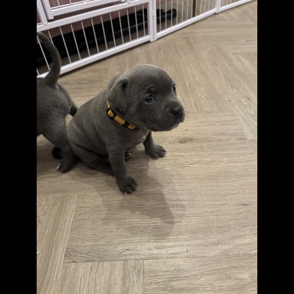 Staffordshire Bull Terrier - Both