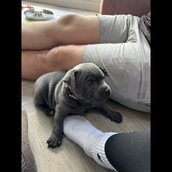 Staffordshire Bull Terrier - Both