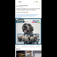 Staffordshire Bull Terrier - Both