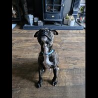 Staffordshire Bull Terrier - Dogs