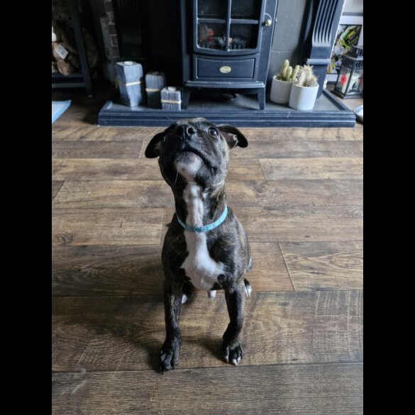 Staffordshire Bull Terrier - Dogs