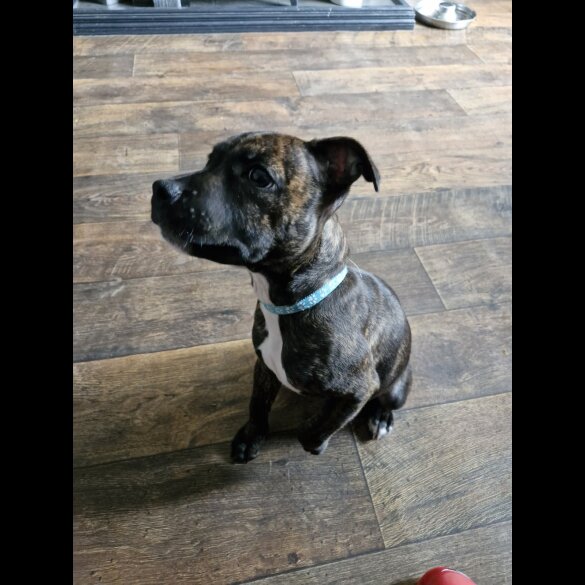 Staffordshire Bull Terrier - Dogs