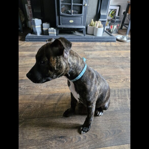 Staffordshire Bull Terrier - Dogs