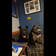 Staffordshire Bull Terrier - Dogs