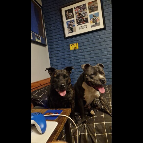 Staffordshire Bull Terrier - Dogs