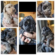 Tibetan Terrier - Both