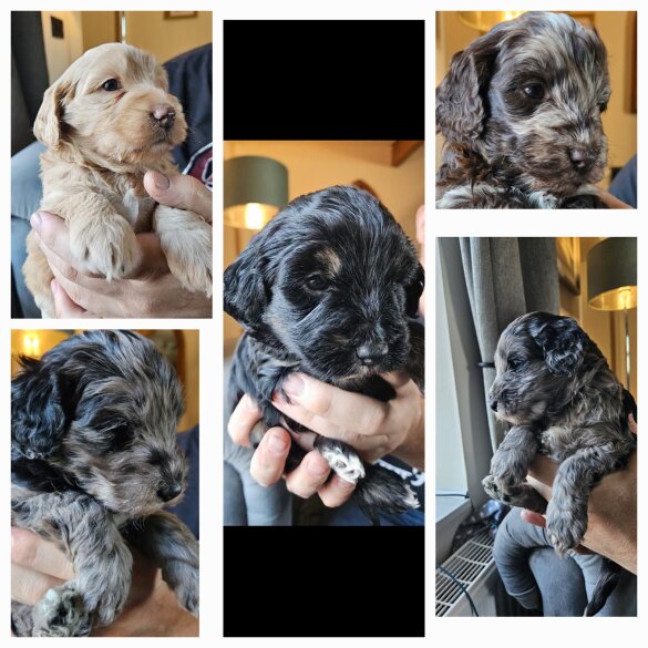 Tibetan Terrier - Both