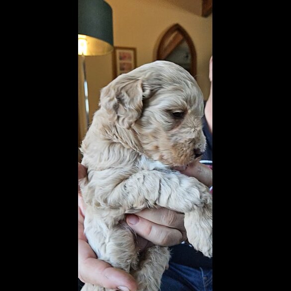 Tibetan Terrier - Both