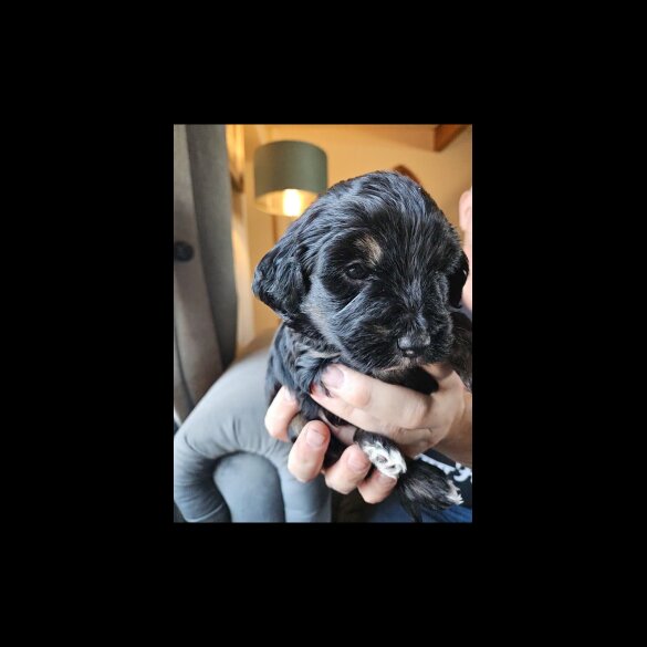 Tibetan Terrier - Both