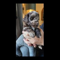 Tibetan Terrier - Both