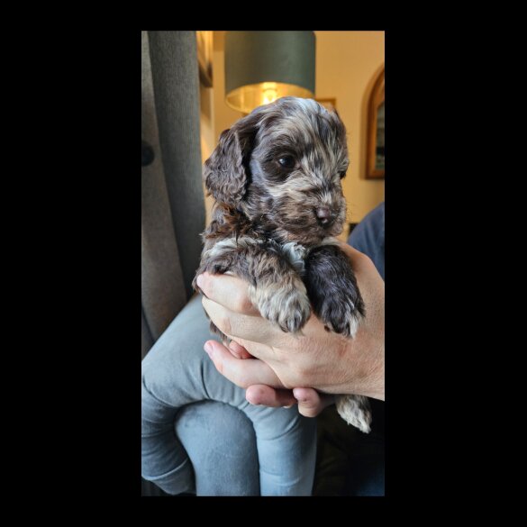 Tibetan Terrier - Both