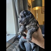 Tibetan Terrier - Both