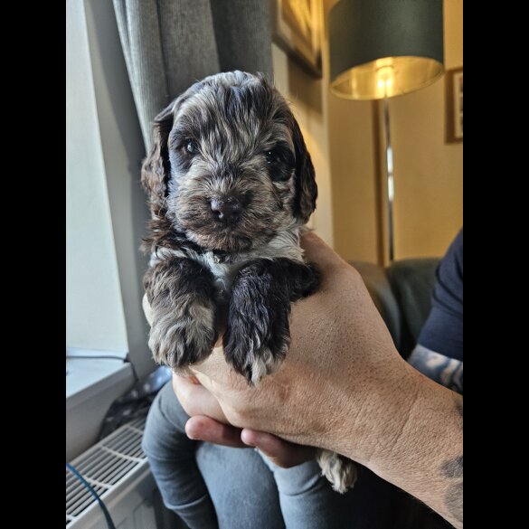 Tibetan Terrier - Both